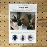 コウモリラン ビカクシダ 苔玉仕立て