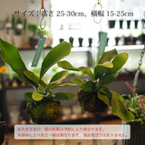 コウモリラン ビカクシダ 苔玉仕立て