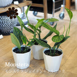 モンステラ ジェイドシャトルコック 3.5号