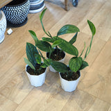 モンステラ ジェイドシャトルコック 3.5号