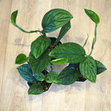 モンステラ ジェイドシャトルコック 3.5号