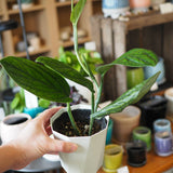 モンステラ ジェイドシャトルコック 3.5号