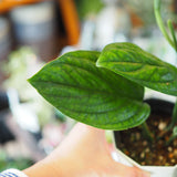 モンステラ ジェイドシャトルコック 3.5号