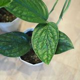 モンステラ ジェイドシャトルコック 3.5号