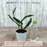 モンステラ ジェイドシャトルコック 3.5号