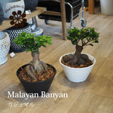 現品発送 幹太 ガジュマル 浅型鉢