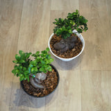 現品発送 幹太 ガジュマル 浅型鉢