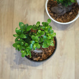 現品発送 幹太 ガジュマル 浅型鉢