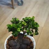 現品発送 幹太 ガジュマル 浅型鉢