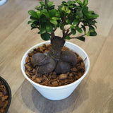 現品発送 幹太 ガジュマル 浅型鉢