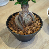 現品発送 幹太 ガジュマル 浅型鉢