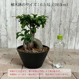 現品発送 幹太 ガジュマル 浅型鉢