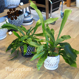 コウモリラン ドットポット アレンジ 4号