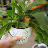 コウモリラン ドットポット アレンジ 4号