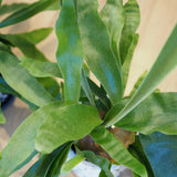 コウモリラン ドットポット アレンジ 4号