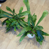 コウモリラン ドットポット アレンジ 4号