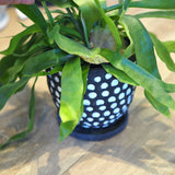 コウモリラン ドットポット アレンジ 4号