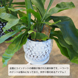 コウモリラン ドットポット アレンジ 4号