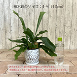 コウモリラン ドットポット アレンジ 4号