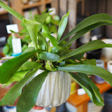 コウモリラン ジオメトリーポット アレンジ 5号