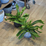 コウモリラン ジオメトリーポット アレンジ 5号