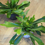 コウモリラン ジオメトリーポット アレンジ 5号