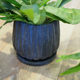 コウモリラン ジオメトリーポット アレンジ 5号