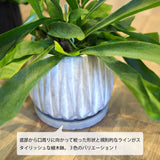 コウモリラン ジオメトリーポット アレンジ 5号