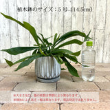 コウモリラン ジオメトリーポット アレンジ 5号