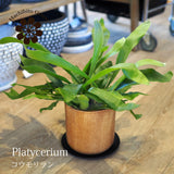 コウモリラン アカシア無垢ポット アレンジ 4号