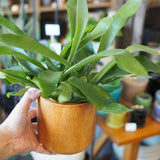 コウモリラン アカシア無垢ポット アレンジ 4号