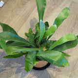 コウモリラン アカシア無垢ポット アレンジ 4号