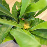 コウモリラン アカシア無垢ポット アレンジ 4号