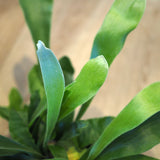 コウモリラン アカシア無垢ポット アレンジ 4号