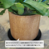 コウモリラン アカシア無垢ポット アレンジ 4号