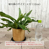 コウモリラン アカシア無垢ポット アレンジ 4号