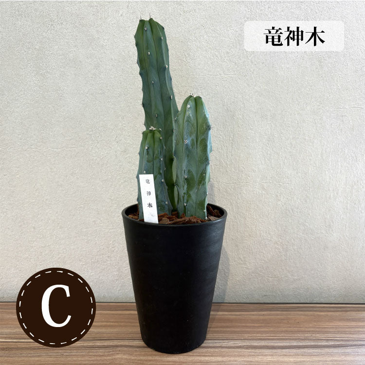柱サボテン 4号(12cm) 選べるこだわりの品種！