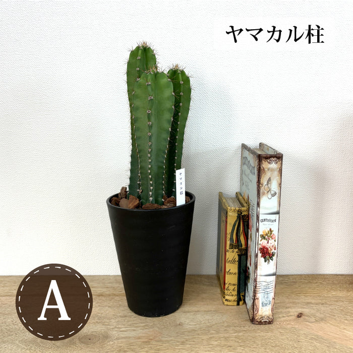 柱サボテン 4号(12cm) 選べるこだわりの品種！ – 鉢人