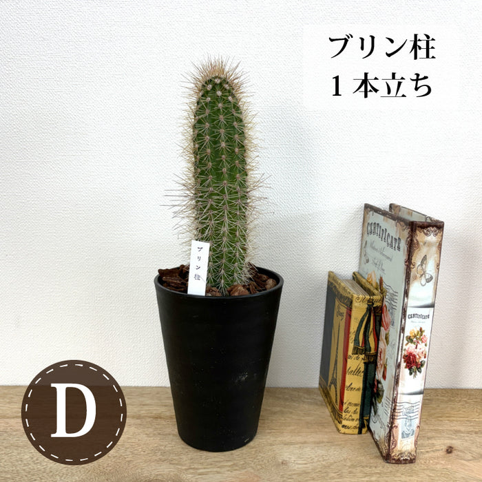 柱サボテン 4号(12cm) 選べるこだわりの品種！ – 鉢人
