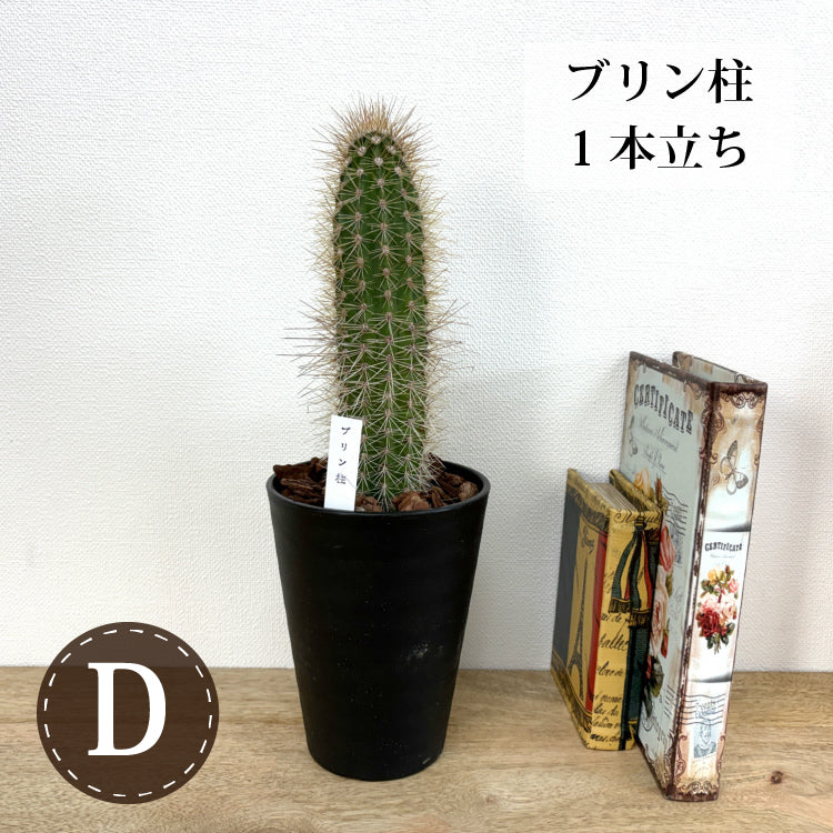 柱サボテン 各種 – 鉢人