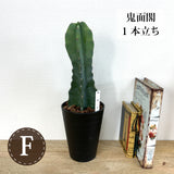 柱サボテン 4号(12cm) 選べるこだわりの品種！