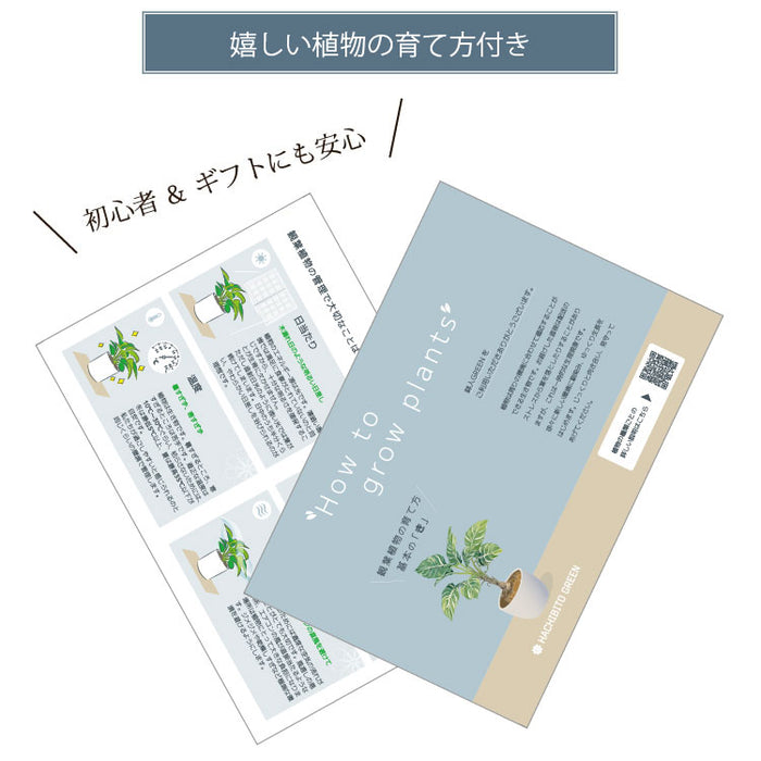 柱サボテン 各種 – 鉢人