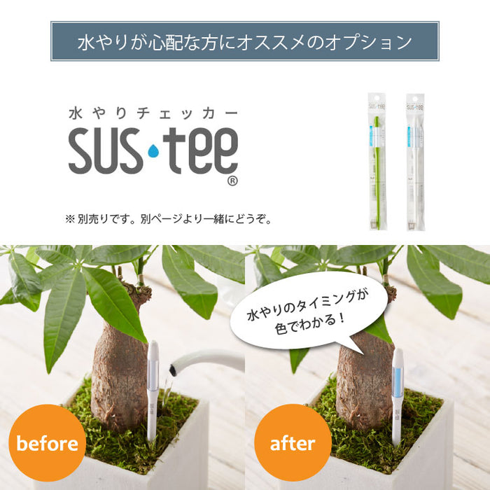 選べる品種 オリーブ 5号 – 鉢人