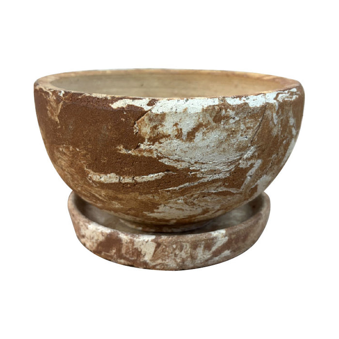 白樺の鉢植え　No.24　樹高105cm　送料込 白樺の鉢植え No.24 樹高105cm 送料込 白樺の鉢植え No.24 樹高105cm