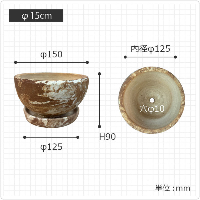 白樺の鉢植え　No.24　樹高105cm　送料込 白樺の鉢植え No.24 樹高105cm 送料込 白樺の鉢植え No.24 樹高105cm