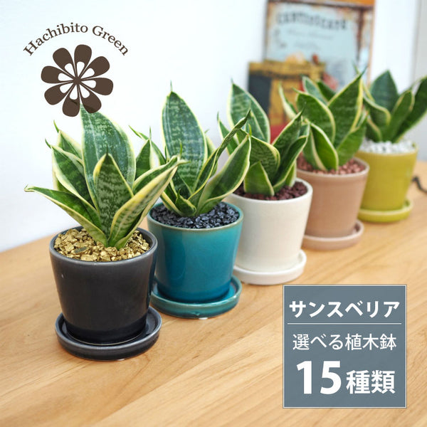 ☆S-38 希少 サンスベリア ヘッジホッグ 鉢ごとメルカリ発送 ☆S-38