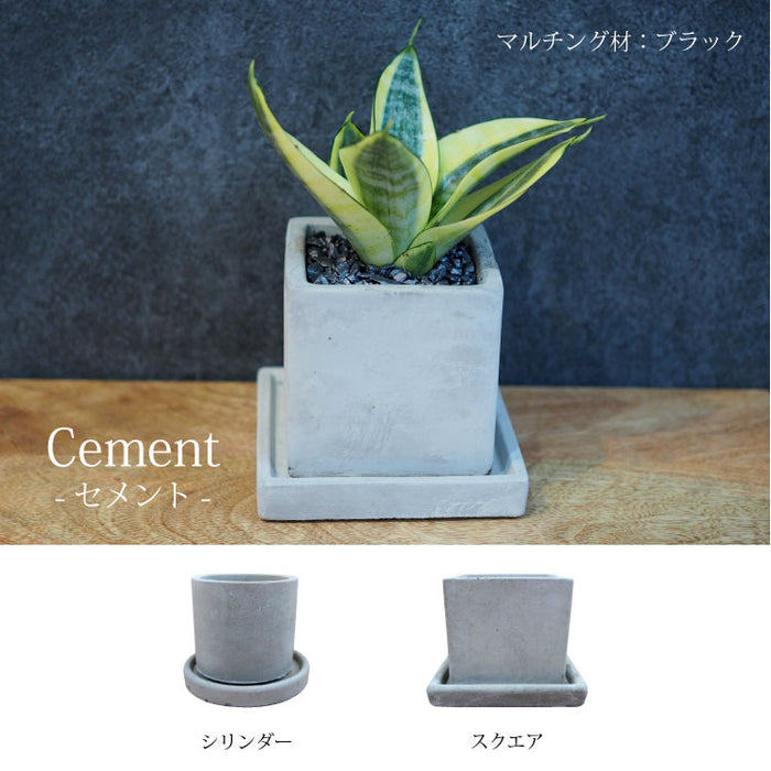 ミニサンスベリア カラーポットアレンジ – 鉢人