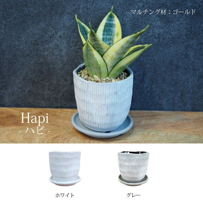 ミニサンスベリア カラーポットアレンジ – 鉢人