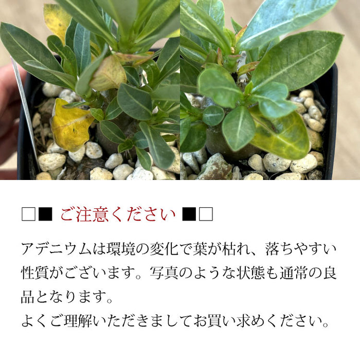 アデニム タイソコトラナム 4.5号 – 鉢人