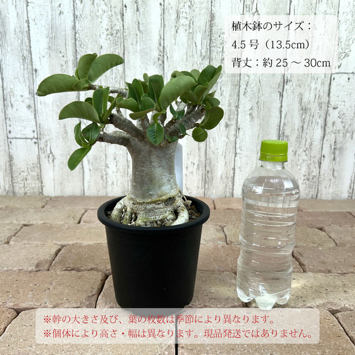 アデニム タイソコトラナム 4.5号 – 鉢人